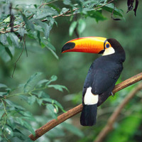 Large_square_toco_toucan_1279597394