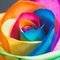 PepperRose