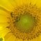 Square_sunflower
