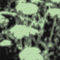 Square_avatar