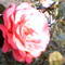 Square_avatar