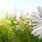 Square_daisypropic_1298430139