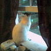 Normal_square_avatar