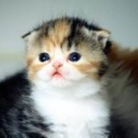 Large_square_avatar