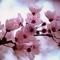 Square_cherryblossom