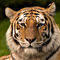 tortishell tiger