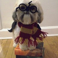 Large_square_harry-potter-dog