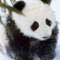 SquishyxPanda