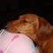 Tilly T.