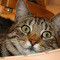 Square_annie_in_the_sink