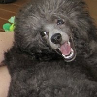 Large_square_avatar