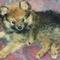 Square_miko_puppy_1
