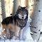 Square_wolves-wallpapers-wolves-9705443-1600-1200