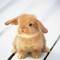 Square_cute_baby_bunny