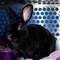 Square_new_bunny_scooter_1224799972
