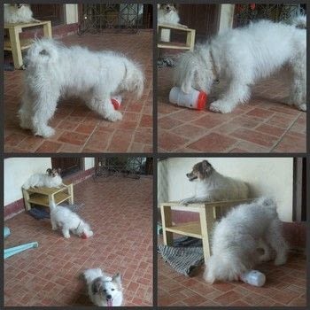 Simple interactive dog toy  .  Free tutorial with pictures on how to make a pet toy in under 5 minutes using container and carving knife. Inspired by dogs. How To posted by Kyuni. Difficulty: Easy. Cost: No cost. Steps: 3