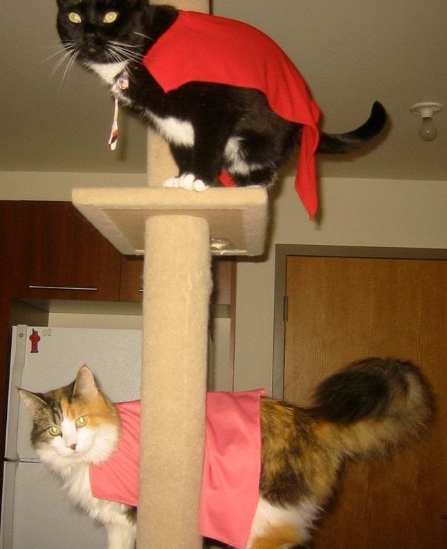 Cat Capes And Outfits · A Cape / Cloak · Sewing on Cut Out + Keep