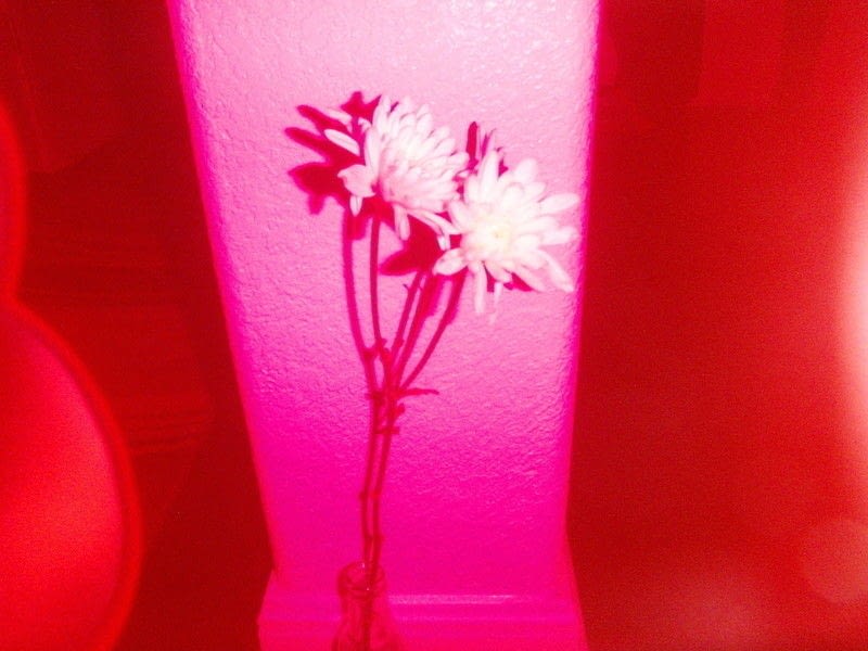 Lomography · How To Make A Camera Filter · Photography on Cut Out + Keep