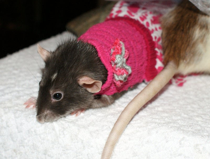 Rat Dresses · Pet Clothes · Needlework on Cut Out + Keep · Creation by
