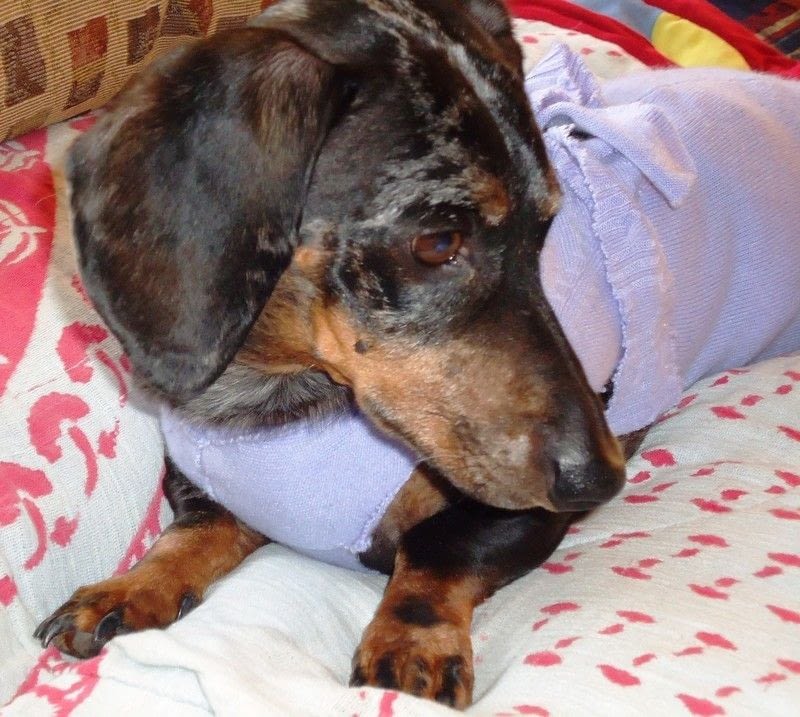 Paralyzed Dog Detailed Drag Bag Instructions · How To Make A Pet