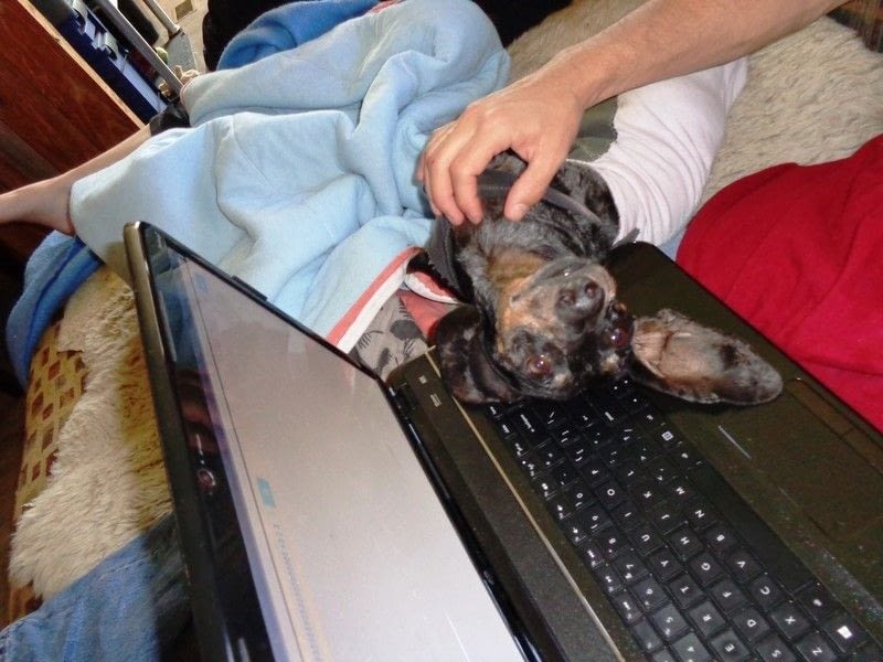 Paralyzed Dog Detailed Drag Bag Instructions · How To Make A Pet