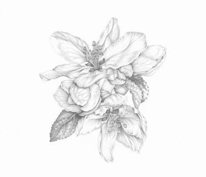 Botanical Drawing .  Free tutorial with pictures on how to make a drawing in under 25 minutes by creating and drawing with watercolour paper and pencil. Inspired by flowers. How To posted by Search Press.  in the Art section Difficulty: 3/5. Cost: Absolutley free. Steps: 8