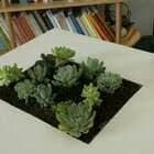 Diy Succulent Table