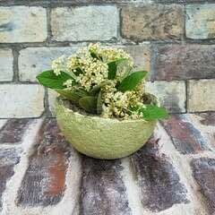 A  Flower Pot Made From Recycled Egg Boxes