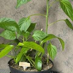Grow Your Own Mango Tree