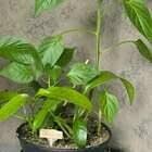 Grow Your Own Mango Tree