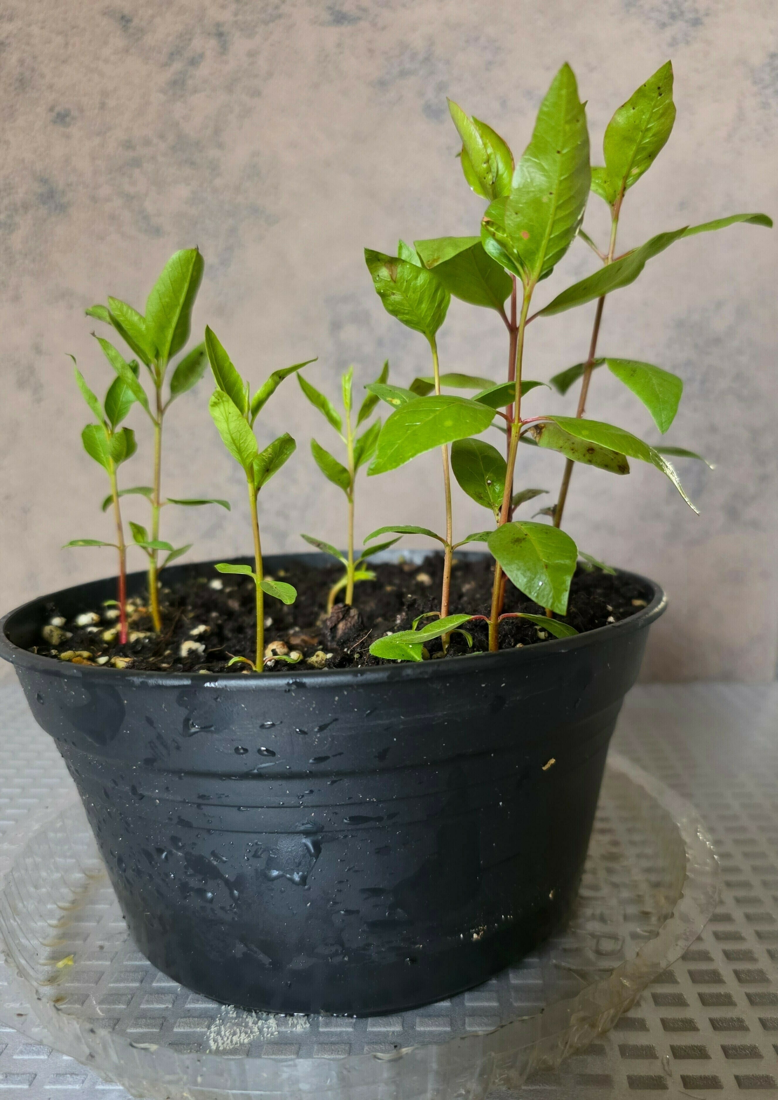 Grow Your Own Pistacchio Tree  How To Plant A Plant / A Flower / A Tree   Home + DIY on Cut Out + Keep