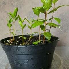 Grow Your Own Pistacchio Tree