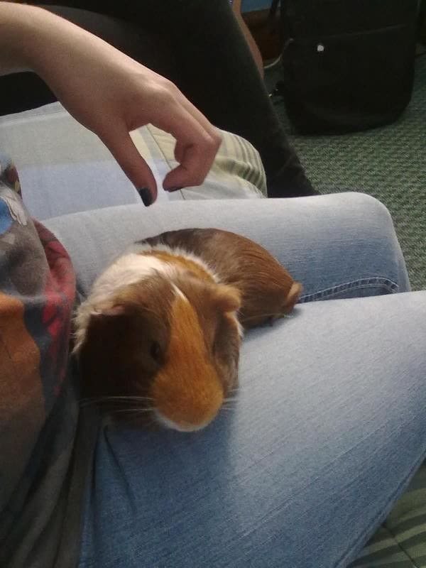 Guinea Pig Carrier · How To Make A Pet Accessory · Sewing on Cut Out + Keep