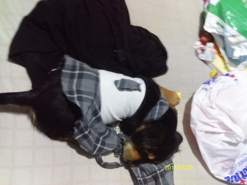 Cute Dog Clothes · How To Make A Dog Outfit · Dressmaking on Cut Out + Keep