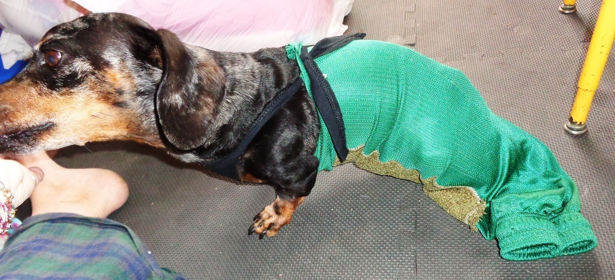 paralyzed dog drag bag