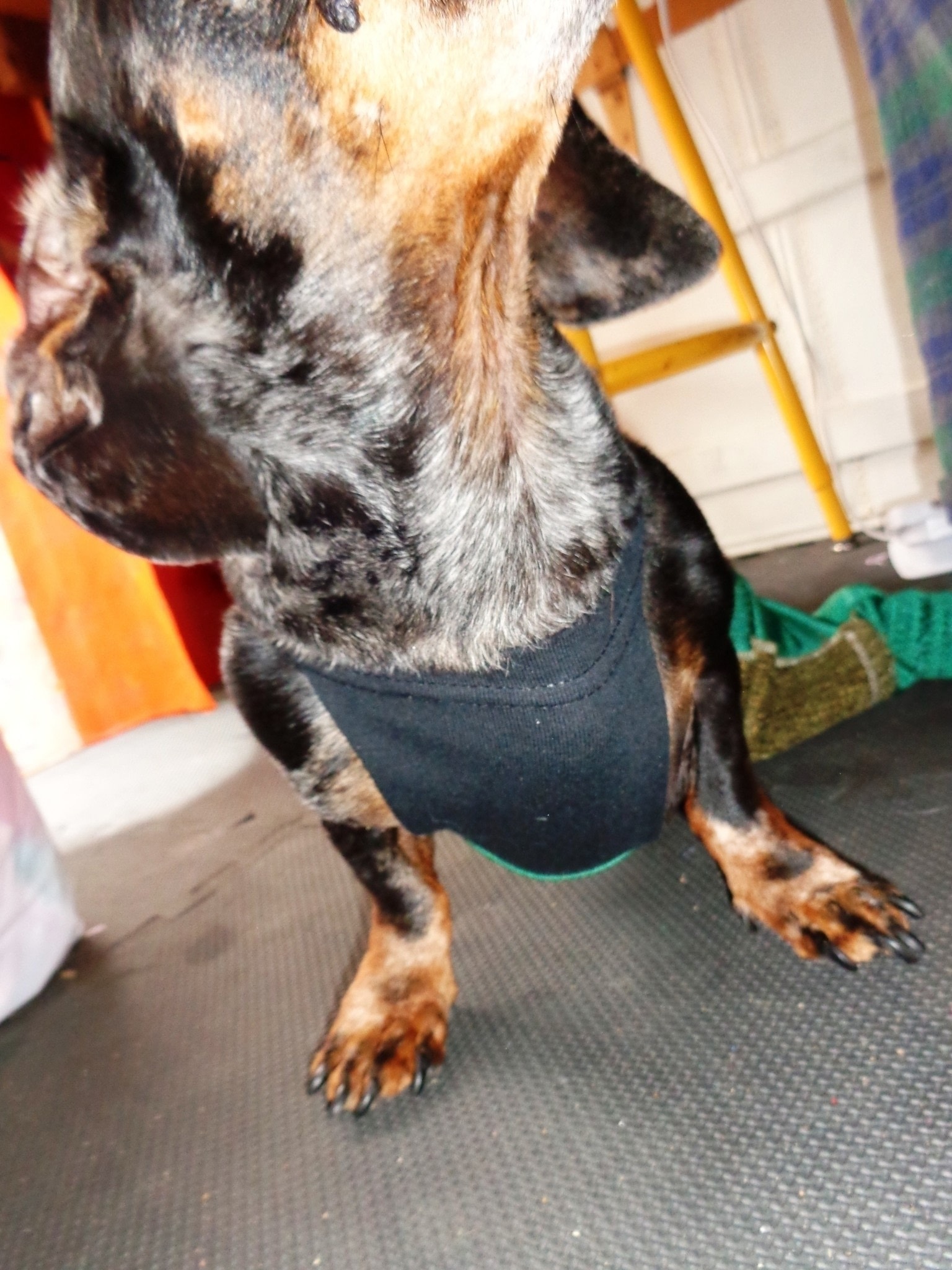 paralyzed dog drag bag