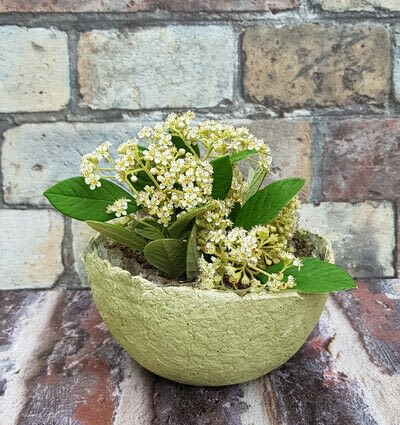 How to make a bouquet. A  Flower Pot Made From Recycled Egg Boxes - Step 2