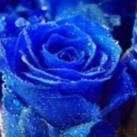 phuong.love.775