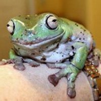 Frogsong