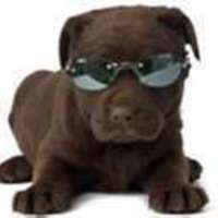 chaz
